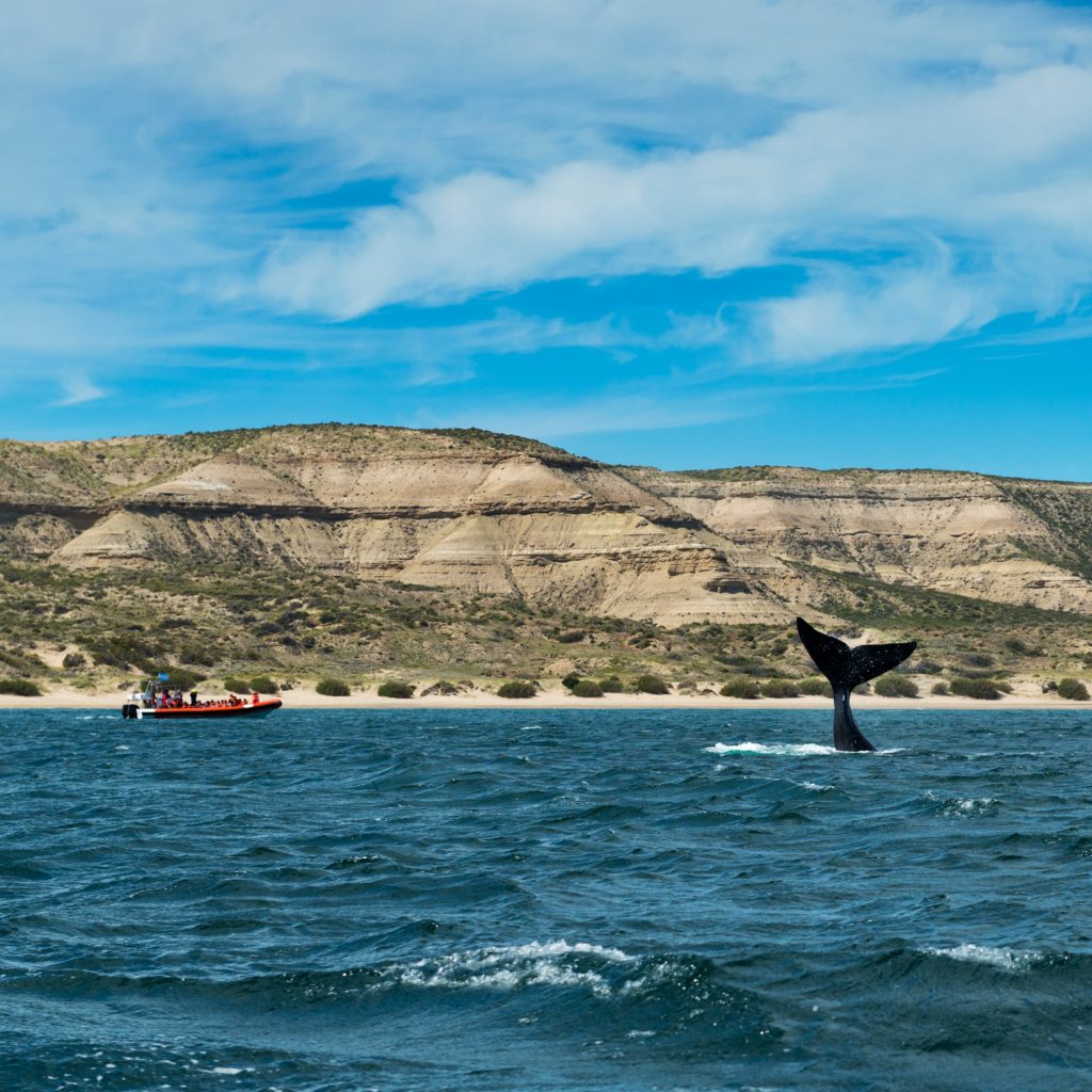 Um passeio de barco avistando a calda de uma baleia