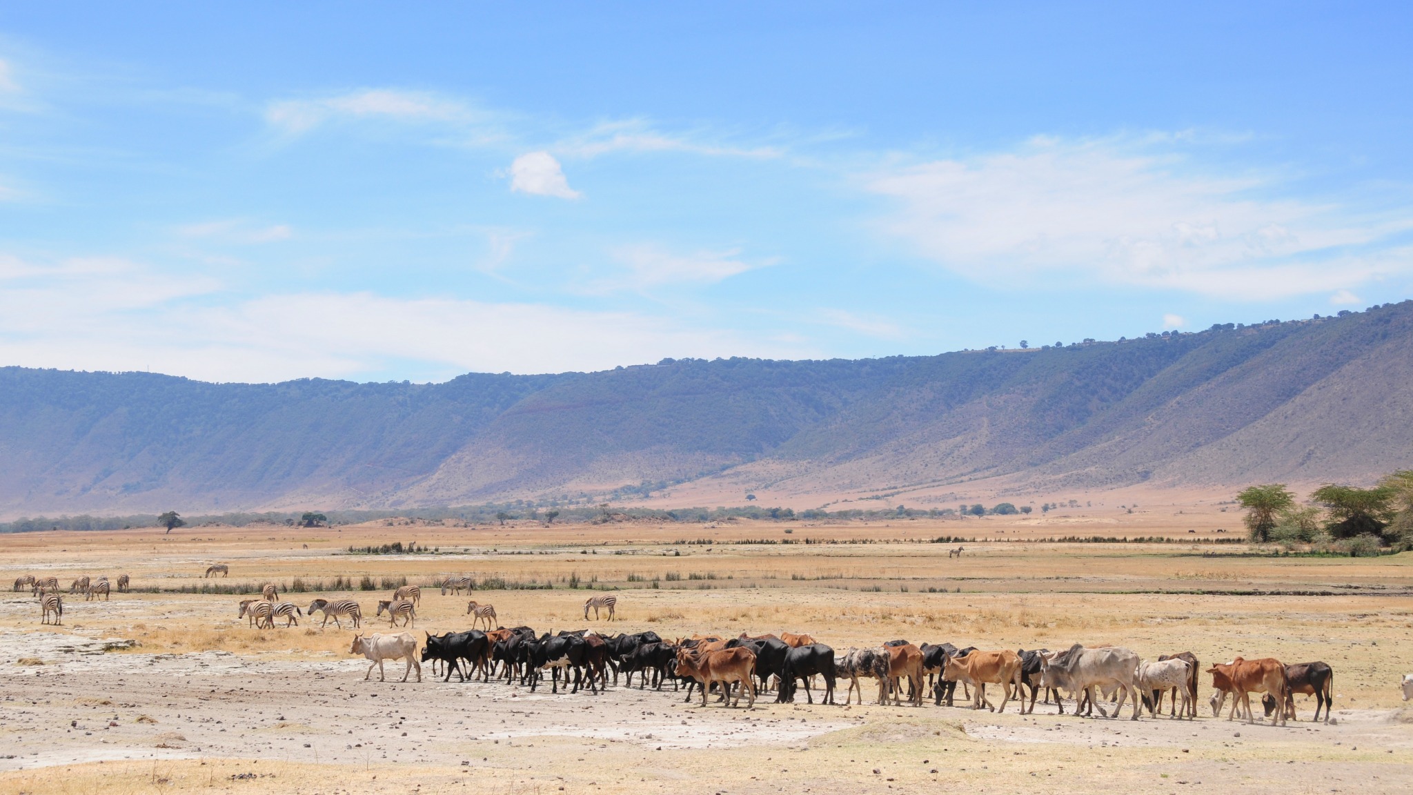 Safári na África, Cratera Ngorongoro, Tanzânia