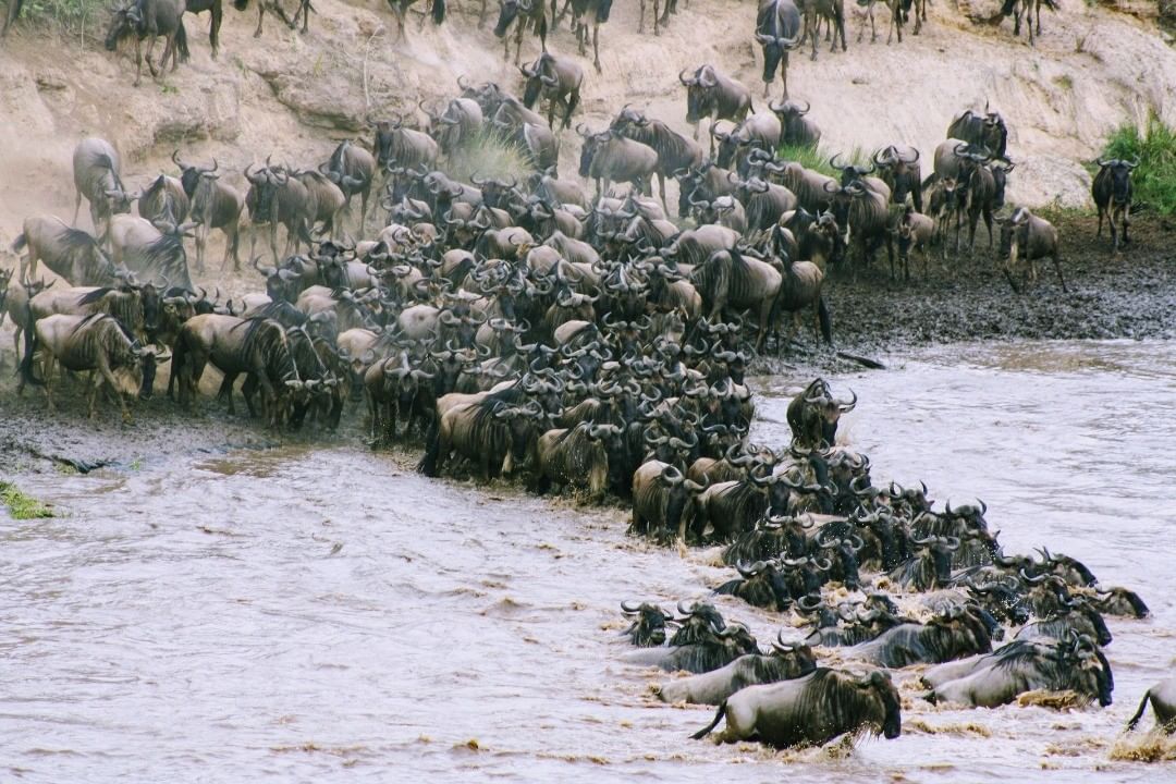 Safári na África. Migração dos gnus no parque Serengueti